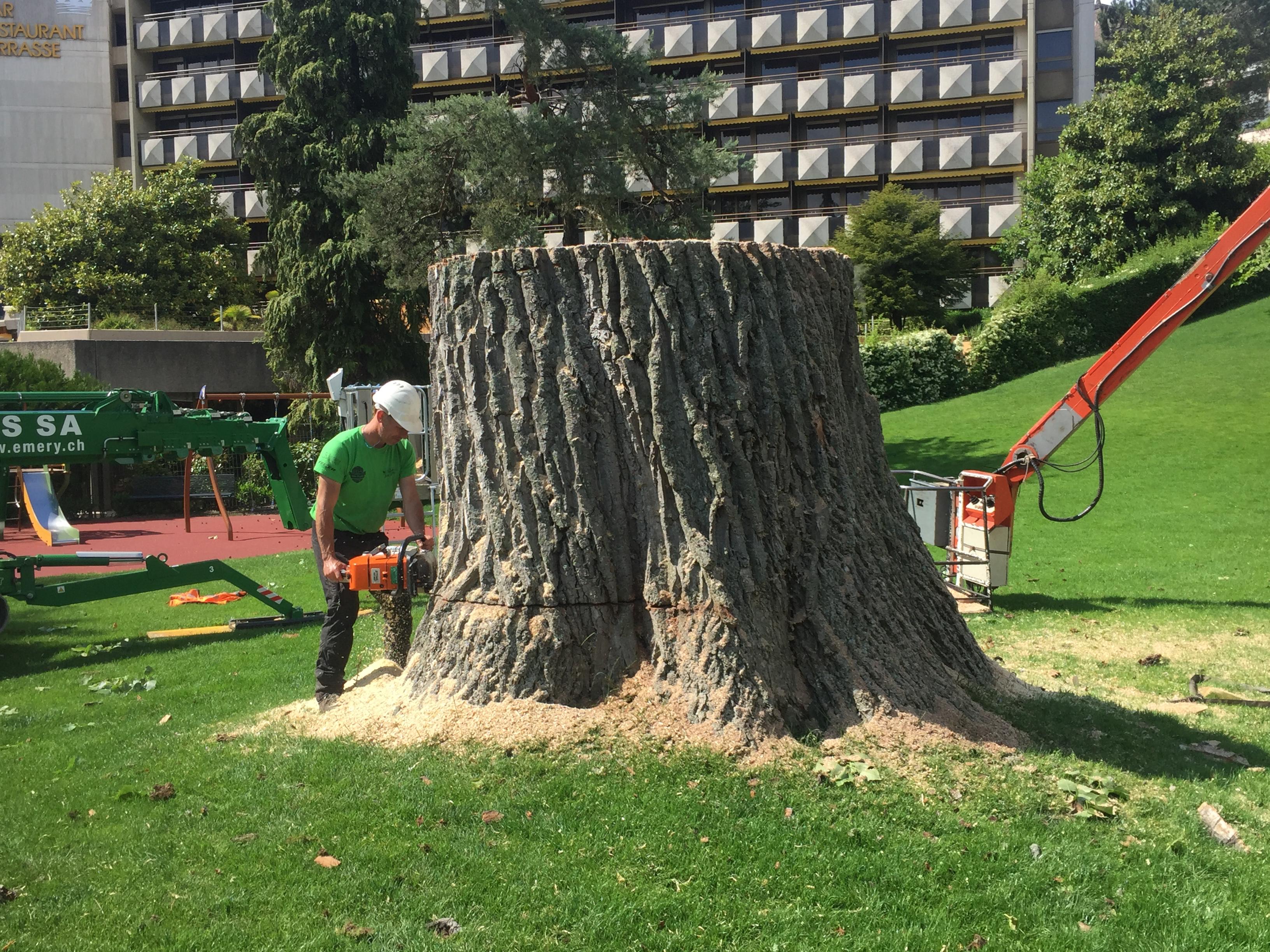 Abattage d'arbre de gros diamètre dans le Jura — SAS POLYVIER
